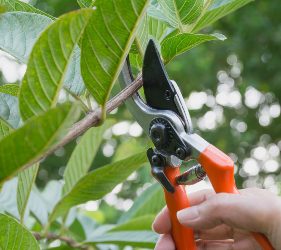 élagage et abattage d’arbres